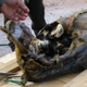 Image for article titled This Inuit Delicacy Is the Turducken from Hell